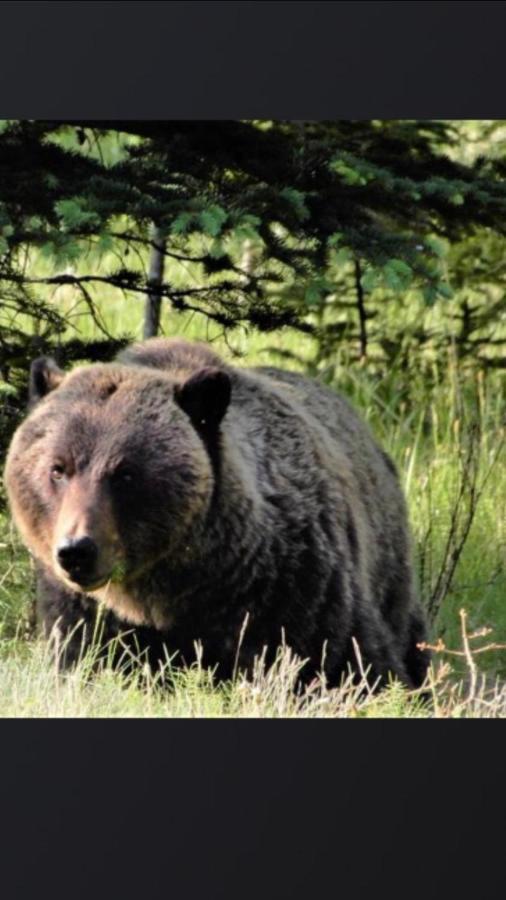 Greenwood Lodge Джаспер Экстерьер фото